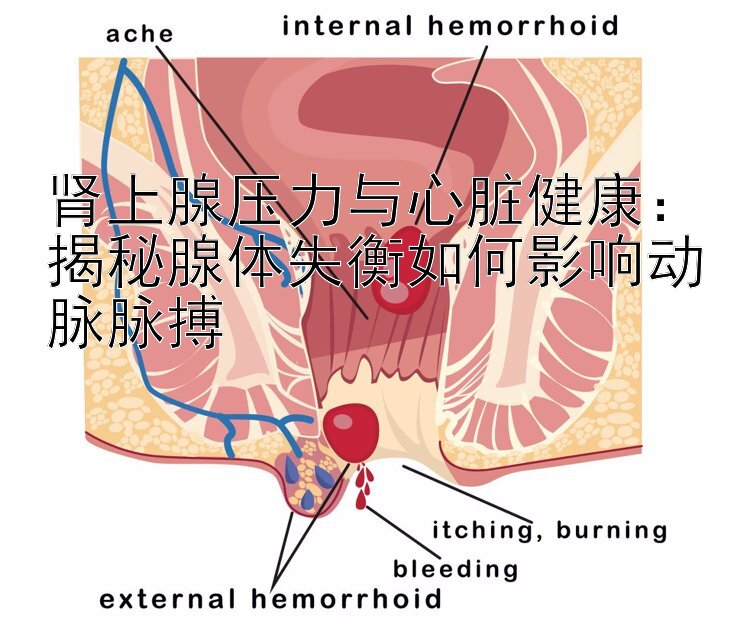 肾上腺压力与心脏健康：揭秘腺体失衡如何影响动脉脉搏